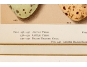 Set Of Six English Color Prints Of Bird Eggs