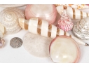 Basket Of Good Sized Polished Specimen Sea Shells 