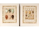 Set Of Six English Color Prints Of Bird Eggs