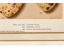 Set Of Six English Color Prints Of Bird Eggs