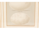 Pair Of Vintage Prints With Eggs, 20th C. 