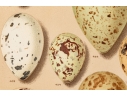 Set Of Six English Color Prints Of Bird Eggs