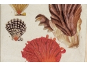 Set Of Four Decorative Color Prints Of A Variety Of Colorful Shells