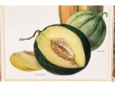 Set Of Fifteen Decorative Vegetable And Fruit Prints, 20th C. 