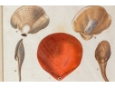 Set Of Four Decorative Color Prints Of A Variety Of Colorful Shells