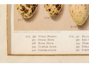 Set Of Six English Color Prints Of Bird Eggs