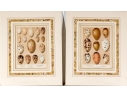 Set Of Six English Color Prints Of Bird Eggs