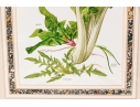 Set Of Fifteen Decorative Vegetable And Fruit Prints, 20th C. 