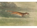 19th Century English Equestrian Color Engraving, Moore's Tally Ho: To The Sports, The Noble Tips