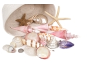 Basket Of Good Sized Polished Specimen Sea Shells 