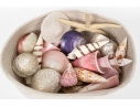 Basket Of Good Sized Polished Specimen Sea Shells 