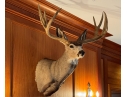 Taxidermied Bust Of A Deer With Antlers