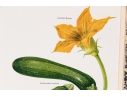 Set Of Fifteen Decorative Vegetable And Fruit Prints, 20th C. 