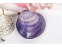 Basket Of Good Sized Polished Specimen Sea Shells 