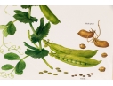 Set Of Fifteen Decorative Vegetable And Fruit Prints, 20th C. 