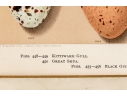 Set Of Six English Color Prints Of Bird Eggs