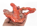 Vintage Natural Red Coral Specimen