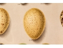 Set Of Six English Color Prints Of Bird Eggs
