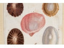 Set Of Four Decorative Color Prints Of A Variety Of Colorful Shells