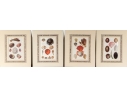 Set Of Four Decorative Color Prints Of A Variety Of Colorful Shells