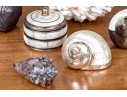 Collection Of Shells, Including Silver Dipped Shells
