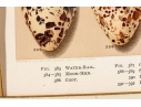 Set Of Six English Color Prints Of Bird Eggs