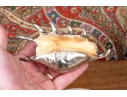 Collection Of Shells, Including Silver Dipped Shells