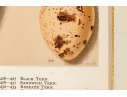 Set Of Six English Color Prints Of Bird Eggs