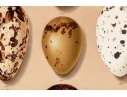 Set Of Six English Color Prints Of Bird Eggs