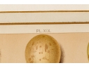 Set Of Six English Color Prints Of Bird Eggs