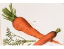 Set Of Fifteen Decorative Vegetable And Fruit Prints, 20th C. 