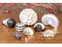 Collection Of Shells, Including Silver Dipped Shells