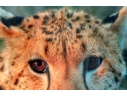 Photographic Print, Cheetah Bust Close Up