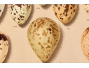Set Of Six English Color Prints Of Bird Eggs