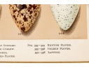 Set Of Six English Color Prints Of Bird Eggs