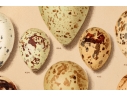 Set Of Six English Color Prints Of Bird Eggs