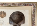 Set Of Four Decorative Color Prints Of A Variety Of Colorful Shells