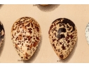 Set Of Six English Color Prints Of Bird Eggs