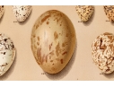 Set Of Six English Color Prints Of Bird Eggs