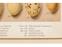 Set Of Six English Color Prints Of Bird Eggs