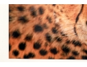 Photographic Print, Cheetah Bust Close Up