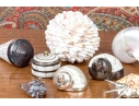 Collection Of Shells, Including Silver Dipped Shells