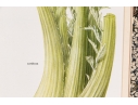 Set Of Fifteen Decorative Vegetable And Fruit Prints, 20th C. 