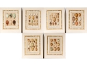 Set Of Six English Color Prints Of Bird Eggs