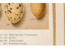 Set Of Six English Color Prints Of Bird Eggs