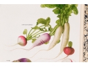 Set Of Fifteen Decorative Vegetable And Fruit Prints, 20th C. 