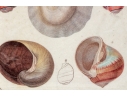 Set Of Four Decorative Color Prints Of A Variety Of Colorful Shells