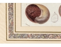 Set Of Four Decorative Color Prints Of A Variety Of Colorful Shells