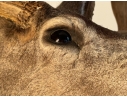 Taxidermied Bust Of A Deer With Antlers