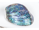 Group Of Six Fine Decorative Silver Clad Shells With Ruzzetti Italy